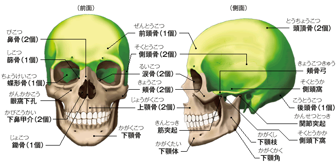 頭蓋と顔面頭蓋のマニュピレーションテクニック図説 【SALE／82%OFF】