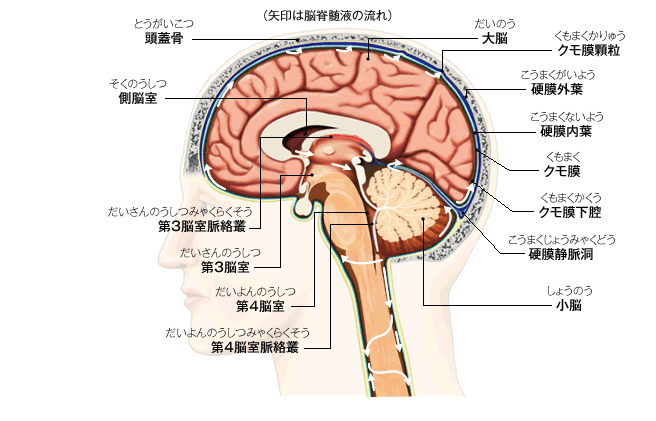 脳と頭蓋底の血管系アトラス (新品) 新作揃え 本・音楽・ゲーム